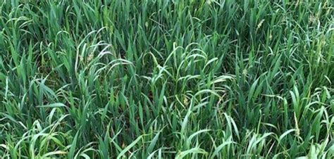 Lessons From Black Grass Management Could Help With Ryegrass Control