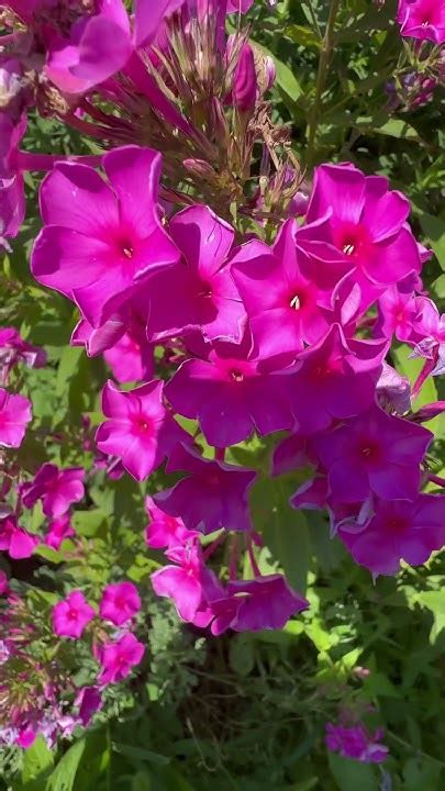 флокс розовый🌸Пахучие цветы🌺Подписка! ️👍 - YouTube