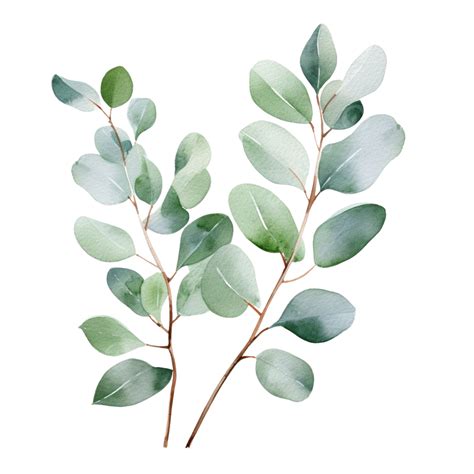 Watercolor Branch Of Eucalyptus Eucalyptus Watercolor Branch Png