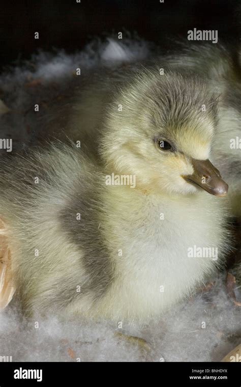 Bar Headed Goose Anser Indicus Gosling Stock Photo Alamy