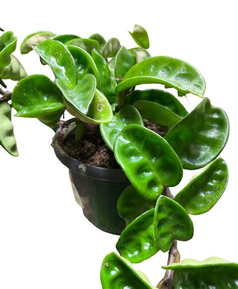 Root Houseplants Shop Hoya Carnosa Krinkle 8 Fresh From The