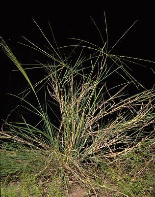 Enteropogon acicularis