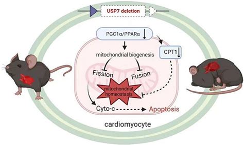 Usp Cardiomyocyte Specific Knockout Causes Disordered Mitochondrial