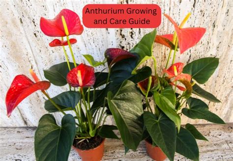 Anthurium Growing And Care Guide Archives Flowersandflowerthings