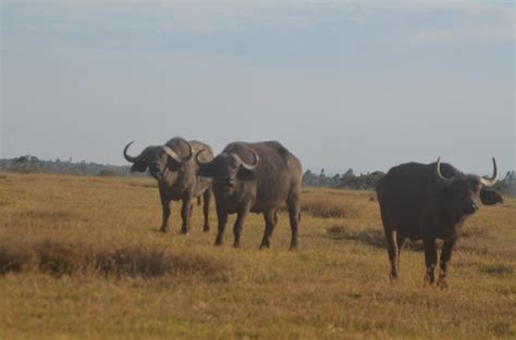 East Africa Shuttles And Safaris 2025 All You Need To Know Before You