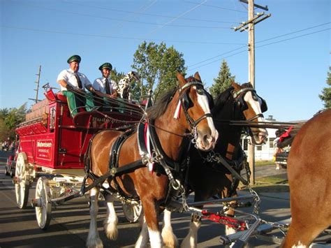 Behind The Scenes Seeing The Budweiser Clydesdale Horses