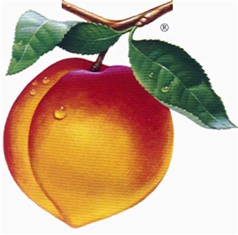 Peach Clipart Picture Image Clipartix