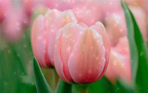 Hermosas hifonías de tulipanes 100 fotos GifFun ru