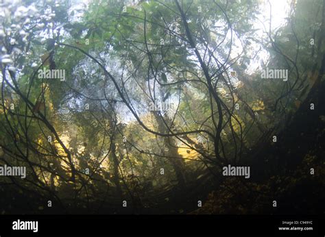 Autumn trees taken from underwater showing Snell's window Stock Photo - Alamy