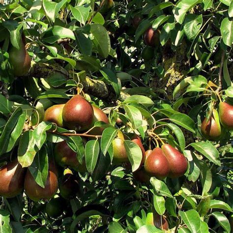 Poirier Bonne Louise Vente Pyrus Communis Louise Bonne D Avranches