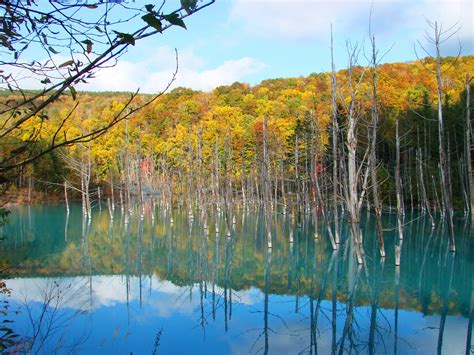 絶景！紅葉の青い池 秋の美瑛を行く 北海道の観光・旅行 All About