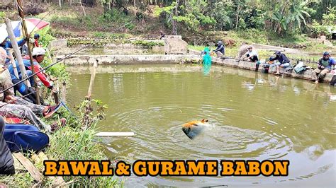 MANCING IKAN GURAME 3 SAMPAI 5 KG EKOR BAWAL IKAN MAS NILA NILEM