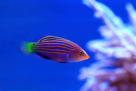 Six Line Wrasse Pseudocheilinus Hexataenia Ultimate Care Guide