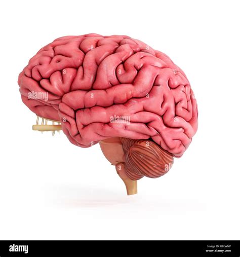 Ilustración de un cerebro humano real Fotografía de stock Alamy