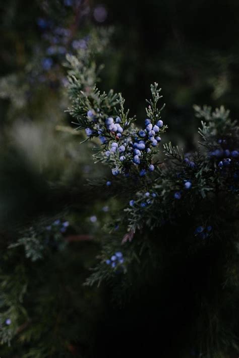 Juniper Berry Stock Photos Images And Backgrounds For Free Download