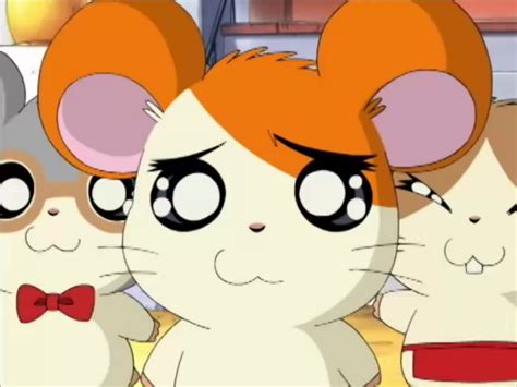 Here I Am Clubhouse Gallery The Hamtaro Wiki Fandom