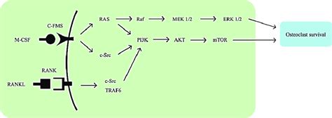 Mark Signaling Pathway Activated By M Csf C Fms Pi3k Akt Mtor