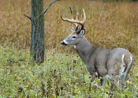 Buck Whitetail Deer — Stock Photo © Brm1949 1991044