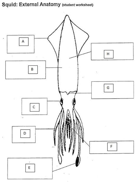 Squid Dissection External Diagram Quizlet