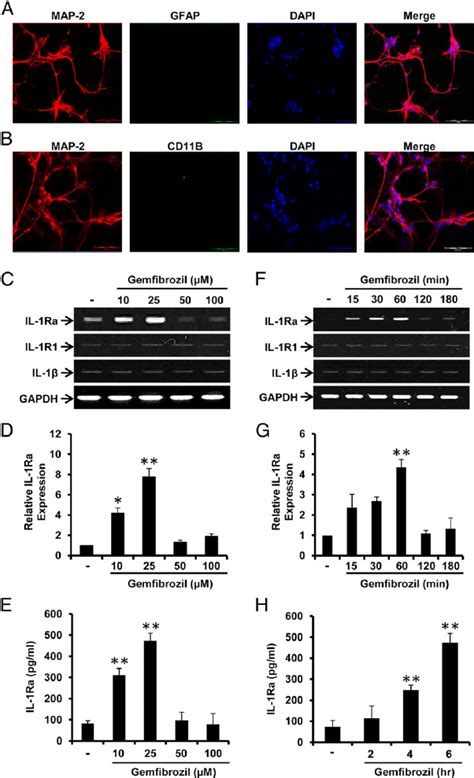 Gem Upregulates The Expression Of IL 1Ra MRNA And Protein In Mouse