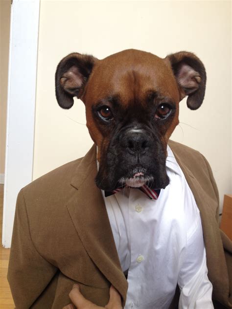 Dog Boxer Face