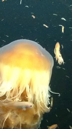 Pin by Тавида on Подводная братва. [Video] | Deep sea creatures ...