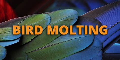 Bird Molting: When? Why? How often? And Symptoms of Bird Molting