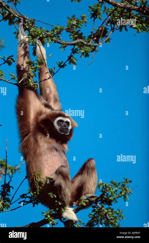 White Handed Gibbon Female Hylobates Lar Stock Photo Alamy