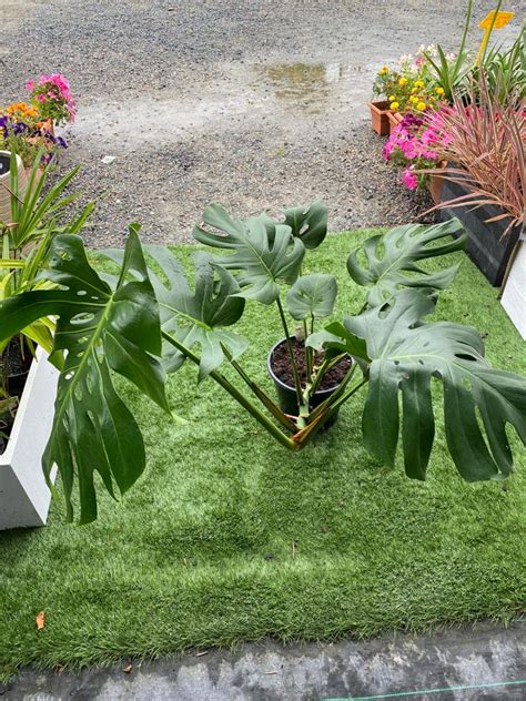 Giant Monstera Deliciosa In Mm Pot Canberra Nursery Garden Centre