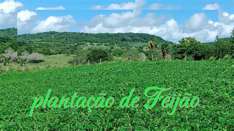 Linda Planta O De Feij O S Tio Po O Dantas Santana Do Ipanema Al