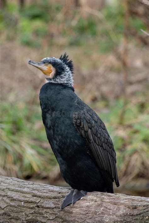 Close Up Of Great Cormorant Phalacrocorax Carbo Wildlife Photo Stock