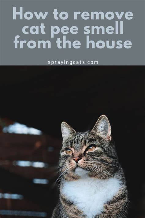 Tips That Actually Work To Remove Cat Pee Smell From The House Cats