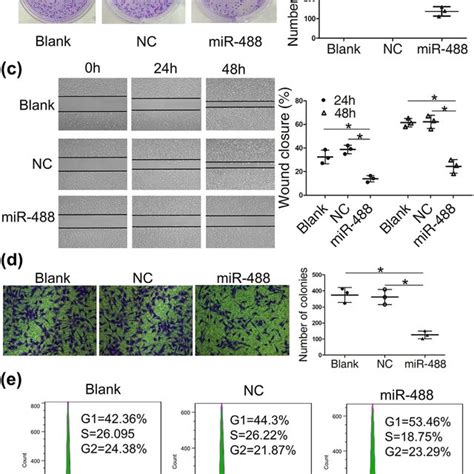 Mir 488 Inhibited Cell Proliferation Migration And Invasion In The