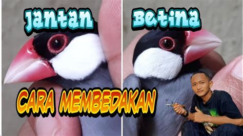 Cara Membedakan Jantan Dan Betina Burung Gelatik Belong Gelatik Jawa