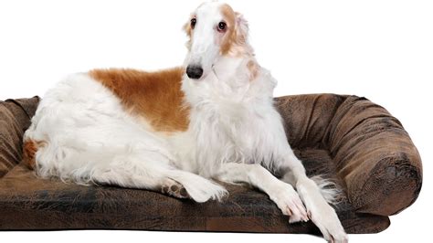 Are Borzoi Hypoallergenic - National Borzoi Club