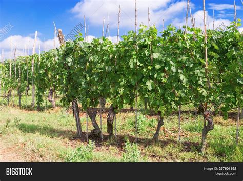 Growing Grapes Italy. Image & Photo (Free Trial) | Bigstock