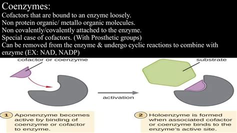 Difference Between Coenzyme Vs Cofactor PPT