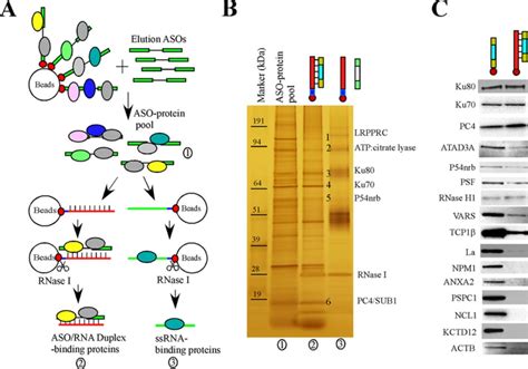 Identification Of Aso Binding Proteins By Affinity Selection A