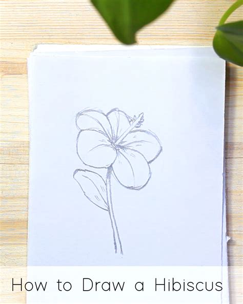 How To Draw A Hibiscus Step By Step For Beginners Jeyram Drawing Tutorials