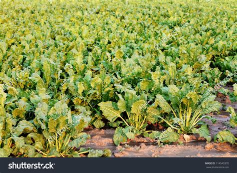 Large Mature Sugar Beets Growing In The Field Ready For Harvest Stock