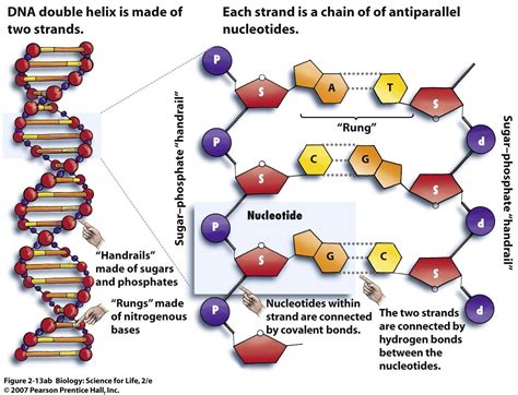 Dna Structure Diagram Labeled