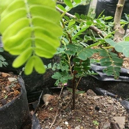 Jual Bahan Bonsai Asam Manis Dari Biji Program Pecah Batang Dari Semai