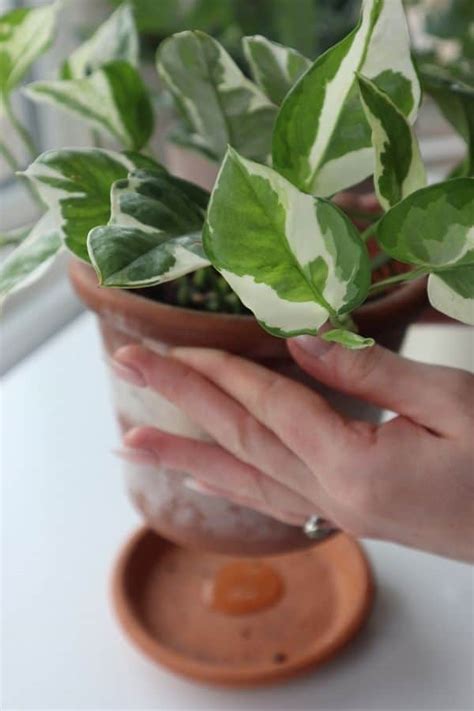 Njoy Pothos Heres A Plant I Know Youll Enjoy Full Guide