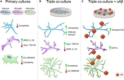 Frontiers A Neuron Microglia And Astrocyte Triple Co Culture Model