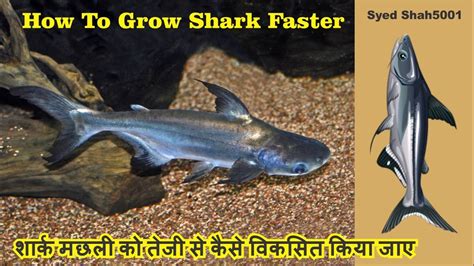 How To Grow Fish Faster In Aquarium? - Aquariumia