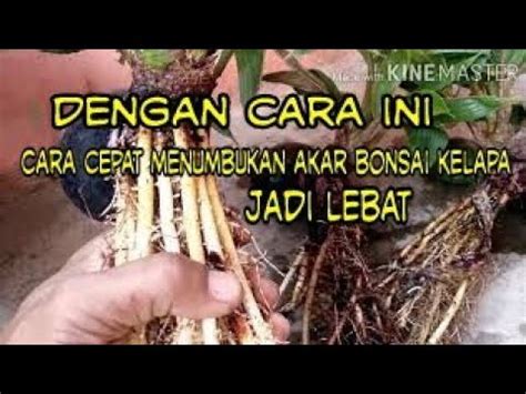 Cara Cepat Menumbuhkan Akar Bonsai Kelapa Dengan Cara Ini Youtube