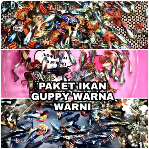 Jual Paket Ikan Guppy Warna Warni Paket Ikan Hias Ternak Guppy