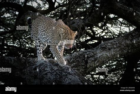 African Leopard Panthera Pardus Climbing Down From A Tree Branch To