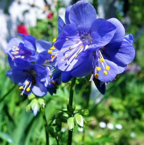 Синюха голубая (Polemonium caeruleum L.s.L.) - лекарственное растение ...