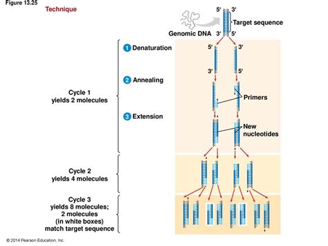 Chapter 14 Bioinformatics—the Study Of A Genome Ppt Download